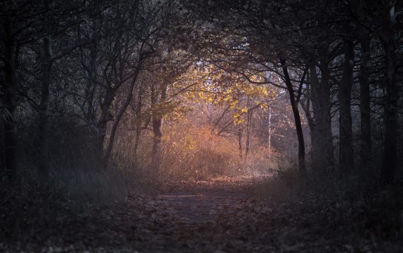 A forest path in Autumn